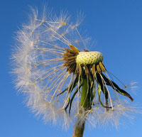 dandelion wishes.  Wikimedia Commons photo