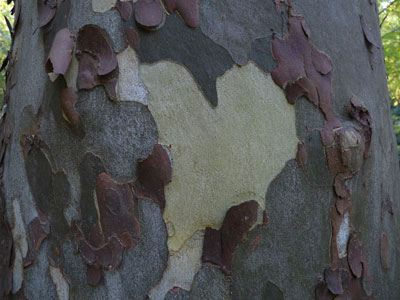 sycamore heart. Photo by Bet Zimmerman