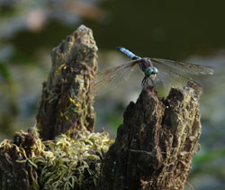 Dragonfly. Photo by Bet Zimmerman