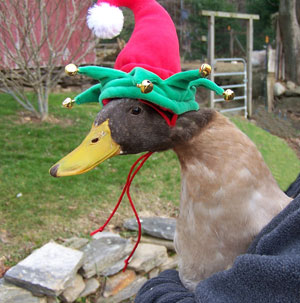 Lucky the Christmas Duck