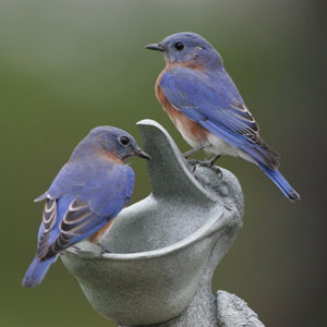 Bluebirds, photo by Dave Kinneer