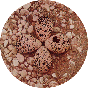 Killdeer eggs.  http://commons.wikimedia.org/wiki/File:LA2-NSRW-2-0110.jpg